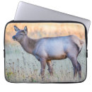 Search for elks electronics Danita delimont