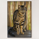 Search for tortoiseshell photography Tortie