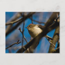 Search for ruby crowned kinglets Birds