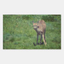 Search for black tailed stickers Wildlife