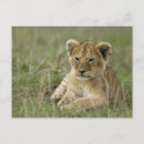 Search for game reserve postcards Africa