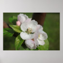 Search for apple blossoms art Flower