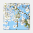 Search for magnolia magnets Flowers
