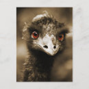 Search for funny ostrich postcards Nature