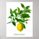 Search for vintage lemon posters Citrus fruit