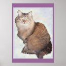 Search for kitteh posters Pets