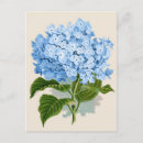 Search for blue hydrangea postcards Elegant