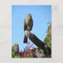 Search for accipiter postcards Nature