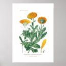 Search for calendula posters Vintage