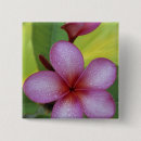 Search for plumeria badges Flora