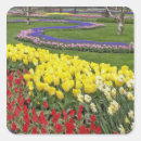 Search for daffodil stickers Growing