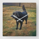 Search for black lab clocks Pet