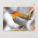 Search for robin postcards Wildlife