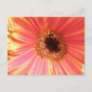 Search for gerber daisies postcards Red