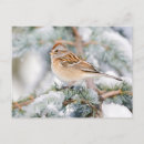 Search for backyard birds horizontal postcards Avian