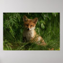 Search for adorable fox posters Wildlife