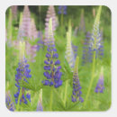 Search for field square stickers Plant