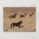 Search for mustangs postcards Desert