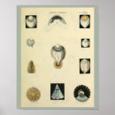 Search for medical art Vintage