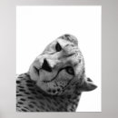 Search for white leopard posters Cute