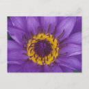 Search for flower petals postcards Colourful