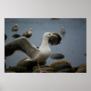Search for tide pool posters Rocks