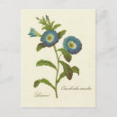 Search for morning glory postcards Flower