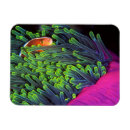 Search for hiding magnets Animal