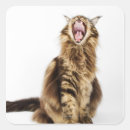 Search for brown tabby cat stickers Animal