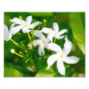 Search for jasmine flowers art Plant