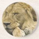 Search for asleep barware Animal