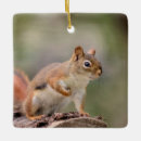 Search for red squirrel christmas tree decorations Animal