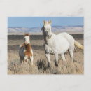 Search for horse postcards Mare