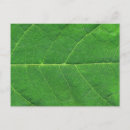 Search for macro leaf Garden