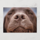 Search for closeup postcards Dog