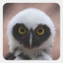 Search for spectacle stickers Animal