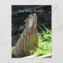 Search for iguana postcards Florida