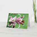 Search for stargazer cards Lily