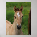 Search for headshot posters Foal