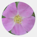 Search for wild rose stickers Pink roses