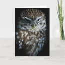 Search for falconry cards Bird of prey