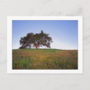 Search for rolling hills postcards Tree