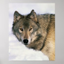Search for stare photography Animals