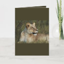 Search for lioness cards Safari