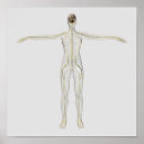 Search for medical illustration posters Anatomy