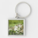 Search for lioness accessories Africa