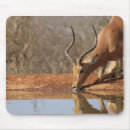Search for gazelle mousepads Horned