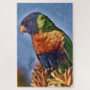 Search for rainbow lorikeet Parrot