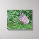 Search for bunny canvas prints Animals