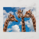 Search for gossips postcards Animals